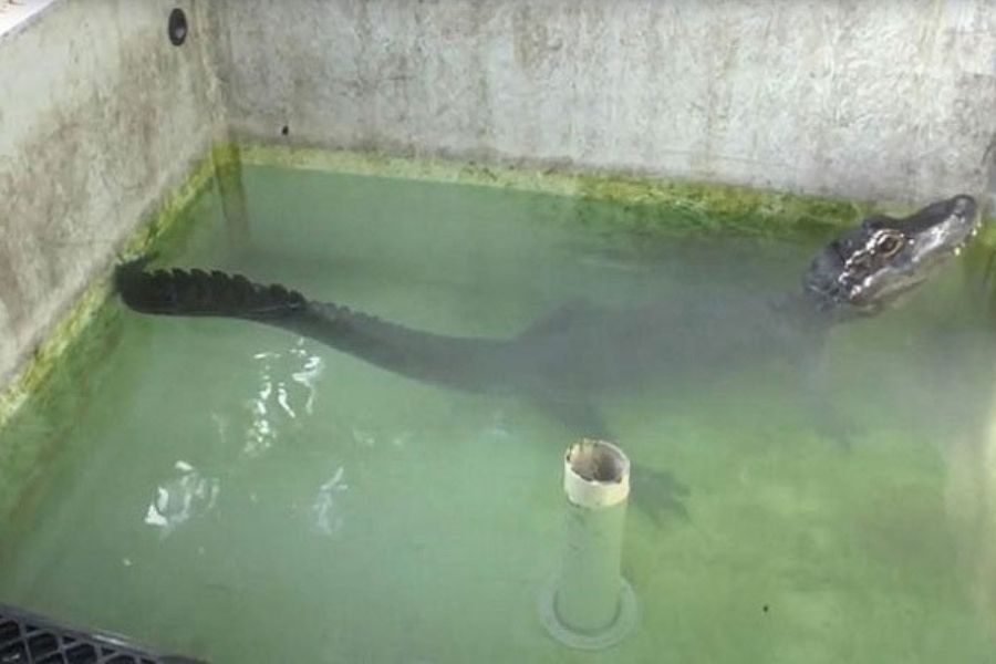 Nghiên cứu cá sấu Dương Tử trong buồng khí heli đoạt giải Ig Nobel Âm thanh. Ảnh: CNN.