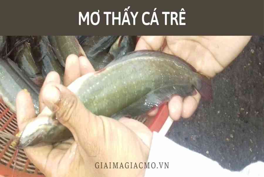 Mo Thay Ca Tre