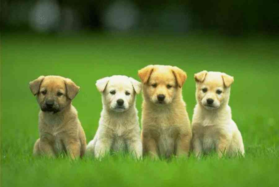 cute dogs wallpaper 2 7837 1504867956